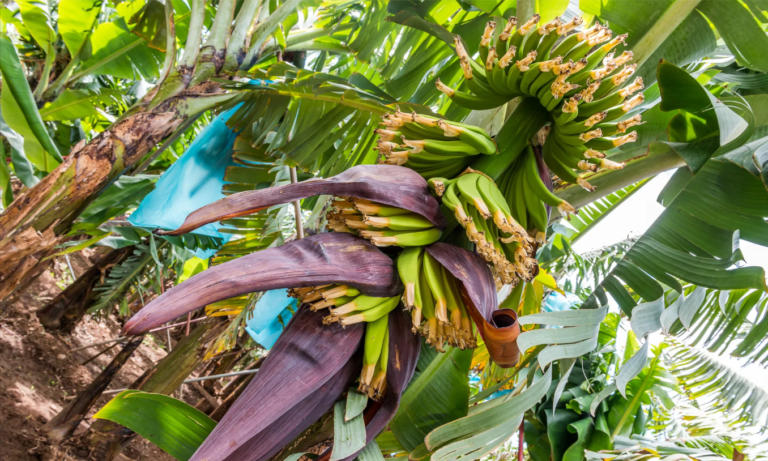 rota de banana