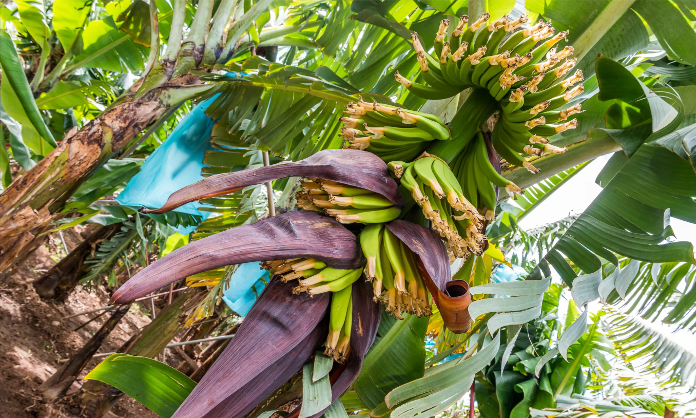rota de banana